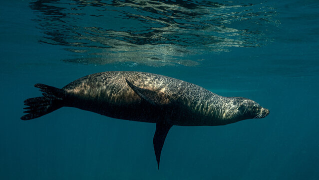 California Sea Lion Swimming Gracefully Beneath the Ocean Surface in Baja California, Mexico