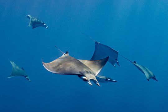 School of Mobula Rays Gliding Through Clear Blue Ocean Waters in Baja California, Mexico