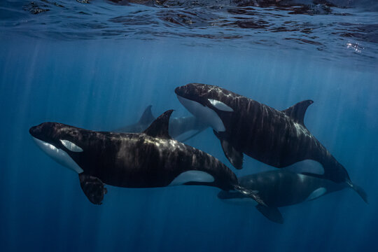 Four Wild Orcas Swimming Together Underwater in Baja California, Mexico