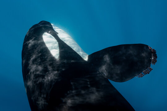 Underwater Close-Up of a Wild Orca Showing Its Powerful Pectoral Fin in Baja California, Mexico