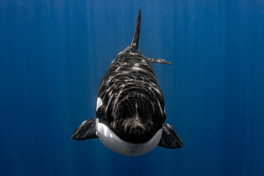 Wild Orca Swimming Directly Toward the Camera in Deep Blue Waters of Baja California, Mexico