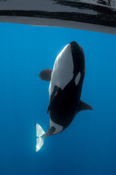 Wild Orca Swimming Vertically Just Under The Boat in Baja California, Mexico