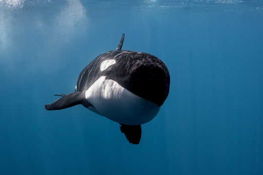 Close-Up Frontal View of a Wild Orca Swimming Toward the Camera Underwater in Baja California, Mexico