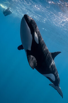 Wild Orca Swimming Vertically Toward the Ocean Surface in Baja California, Mexico