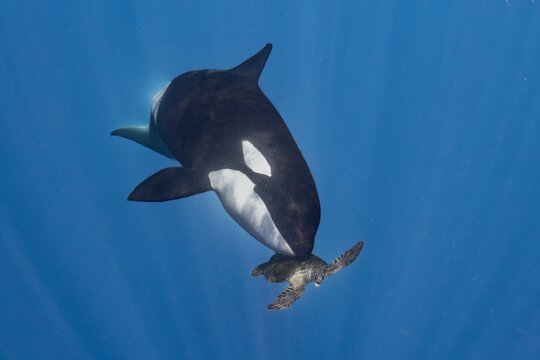 Wild Orca Hunting a Sea Turtle Underwater in Baja California, Mexico
