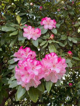 Pink and white rhododendron blooms during Pacific Northwest spring. 