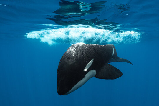 Wild Orca Diving Beneath the Ocean Surface in Crystal Clear Blue Water, Baja California, Mexico