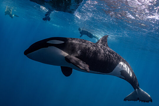 Wild Orca Swimming Underwater Near Snorkelers in Baja California, Mexico