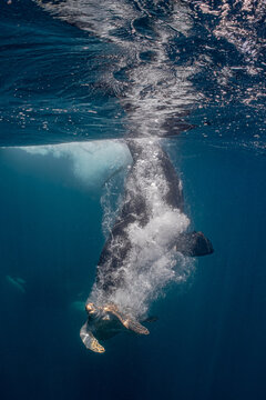 Wild Orca Attacking a Sea Turtle During an Underwater Hunt in Baja California, Mexico