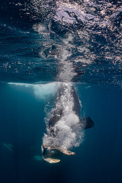 Wild Orca Attacking a Sea Turtle During an Underwater Hunt in Baja California, Mexico