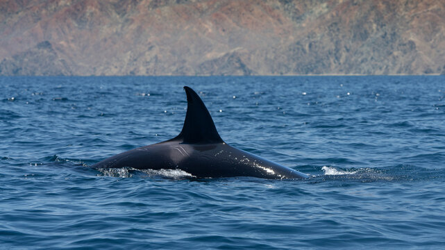 Orca at the ocean surface