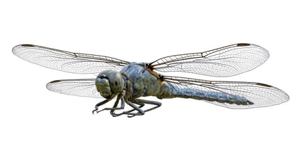 Blue dragonfly isolated on transparent background anisoptera predatory insect large eyes double wings odonata wildlife nature biology specimen flying arthropod. © ATIQULISLAM