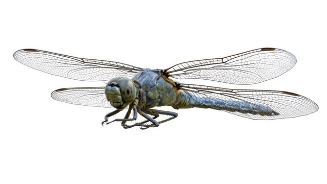 Blue dragonfly isolated on transparent background anisoptera predatory insect large eyes double wings odonata wildlife nature biology specimen flying arthropod.