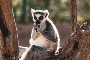 Obraz premium Close up of a lemur while eating 