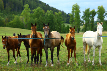 Horses grazing together in a green meadow surrounded by forest © Gabriela