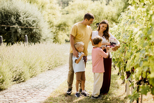 Family enjoys grape picking in a lush vineyard during a sunny afternoon