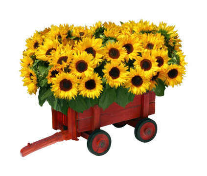 PNG Sunflowers in rustic wooden wagon isolated on white background