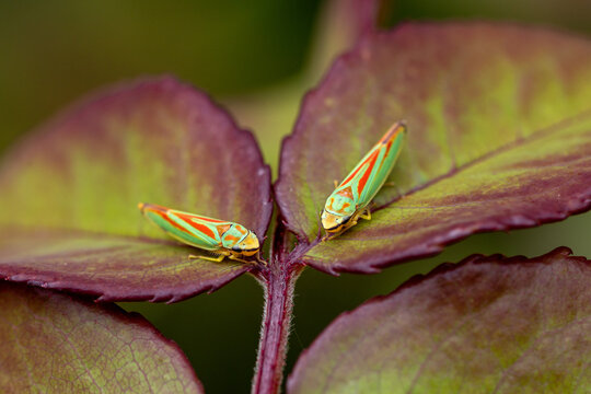 close-up frontal view of two green-and-red rhododendron leafhoppers sitting facing each other on rose leaves