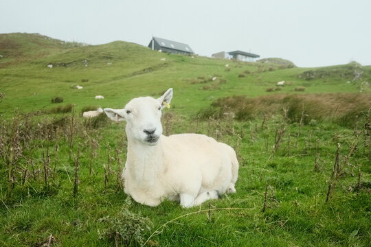 View of a sheep resting in a grassy field near The Brother's Point with a modern house on the hill in the background in Culnacnoc, Scotland, United Kingdom.