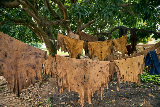 View of animal hides drying on lines under the shade of trees at a traditional tannery in Naraguta, Plateau, Nigeria.