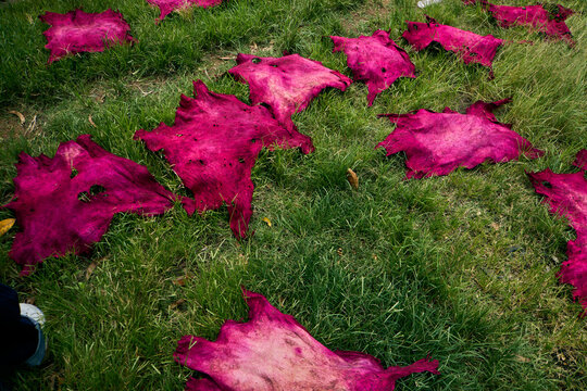 View of bright pink dyed animal hides spread out on green grass to dry in the sun in Naraguta, Plateau, Nigeria.