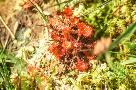 Carbon Capture Peatlands Somerset