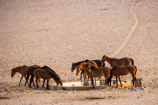A herd of desert horses drinking in the early morning light at the bore hole at Garup in ethe Namib Desert at Aus