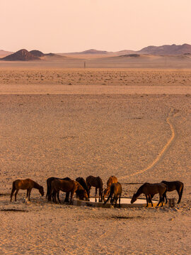 A herd of wild desert horses, drinking at the bore hole at Garup in Namibia in the early morning