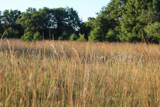 a golden tallgrass prairie landscape with mature, dry warm-season grasses and a line of green deciduous trees in the background
