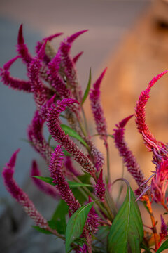 Celosia (commonly known as cockscomb or woolflower), pink plank isolated on a blurred vertical background