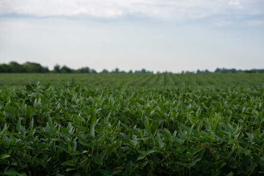 Lush green soybean field growing in neat rows under a soft sky. agricultural background