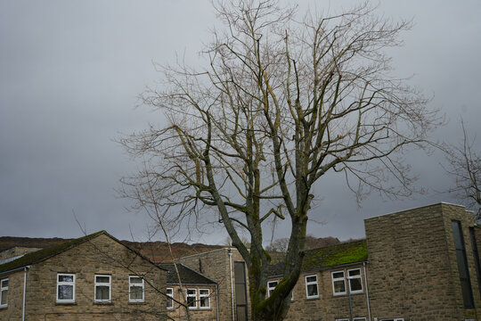 Bare Winter Tree Above Stone Buildings in Stanhope County Durham
