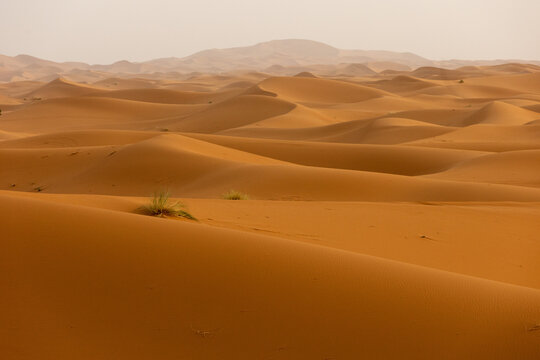 View of the vast golden sand dunes of the Merzouga Dunes under a warm desert sky with sparse desert grass in Merzouga, Draa-Tafilalet, Morocco.