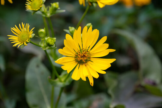 Close up of a Bright Yellow Cup Plant Wildflower Bloom Background with Copy Space. (Silphium perfoliatum).