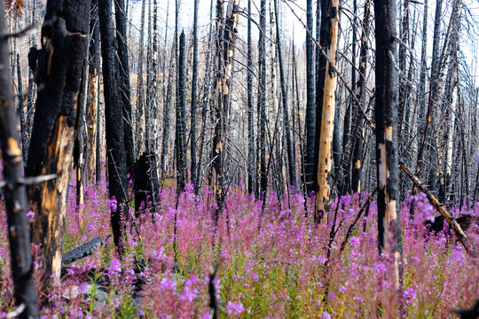 Pink fireweed carpet beneath charred forest trees