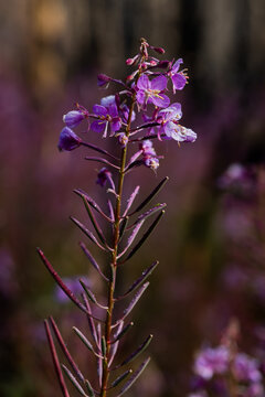 Purple fireweed flowers against a soft woodland background