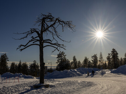 View of a bare, icy tree standing in a snow-covered landscape at the Levi ski resort with people walking in the distance under a bright sun in Kittila, Lappi, Finland.