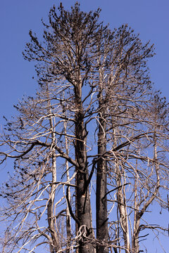 Fire damaged conifer crown against a clear blue sky
