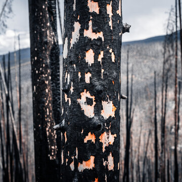 Blackened tree bark peeling to reveal pale wood