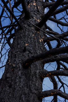 Looking up a charred tree trunk and bare branches