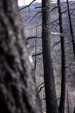 Charred forest trunks with a blurred tree in the foreground