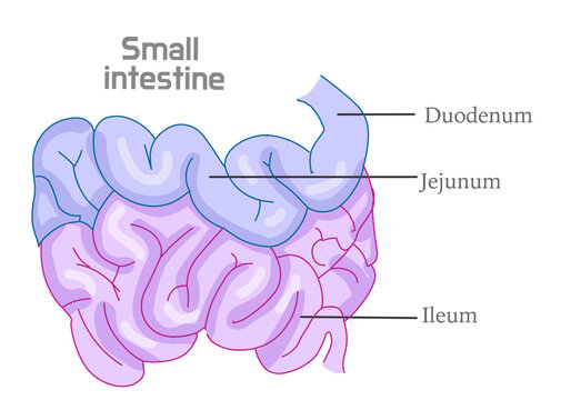 Small intestine colored diagram, anatomy. Three parts, duodenum, jejunum, ileum. Organ structure. Majority of absorption occurs. human intelligence, draw. Vector illustration	
