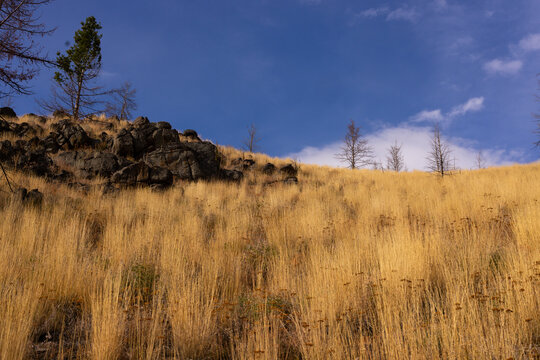 Golden grass hillside with rocks beneath a blue sky