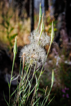 Fluffy salsify seed heads among slender green stems