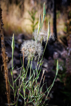 Salsify seed head and closed flower heads in soft light