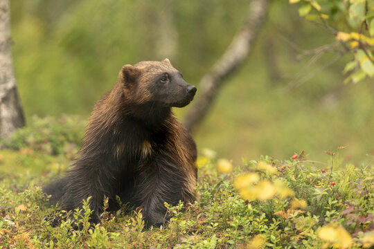 View of a wolverine sitting in the lush greenery of Polar Park in Bardu, Troms, Norway.