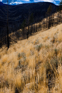 Golden meadow above a dark forested mountain valley