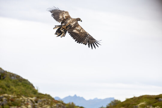 View of a white-tailed eagle soaring with wings spread wide over the mountainous landscape of Trollfjord in Hadsel Municipality, Nordland, Norway.