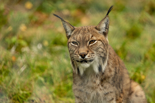 View of a lynx with distinctive ear tufts and spotted fur resting in the grassy habitat of Polar Park in Bardu, Troms, Norway.