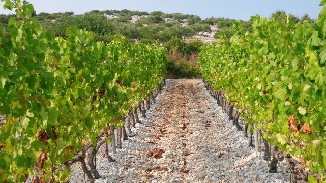 Moving forward between rows of grapevines toward a hillside in a sunny vineyard.